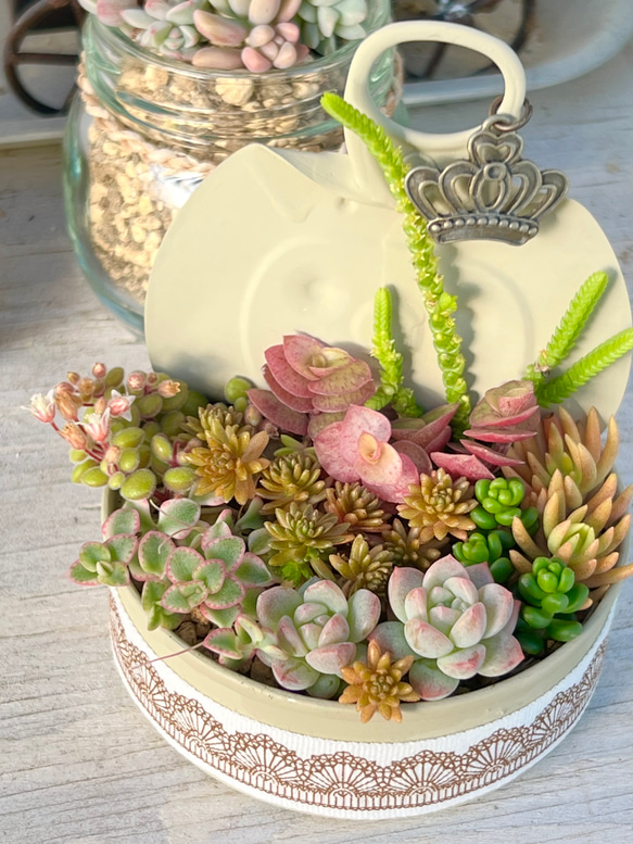 ☆多肉植物 寄せ植え〜リメ缶寄せ〜☆ 多肉植物☆リメイク缶小物入れ