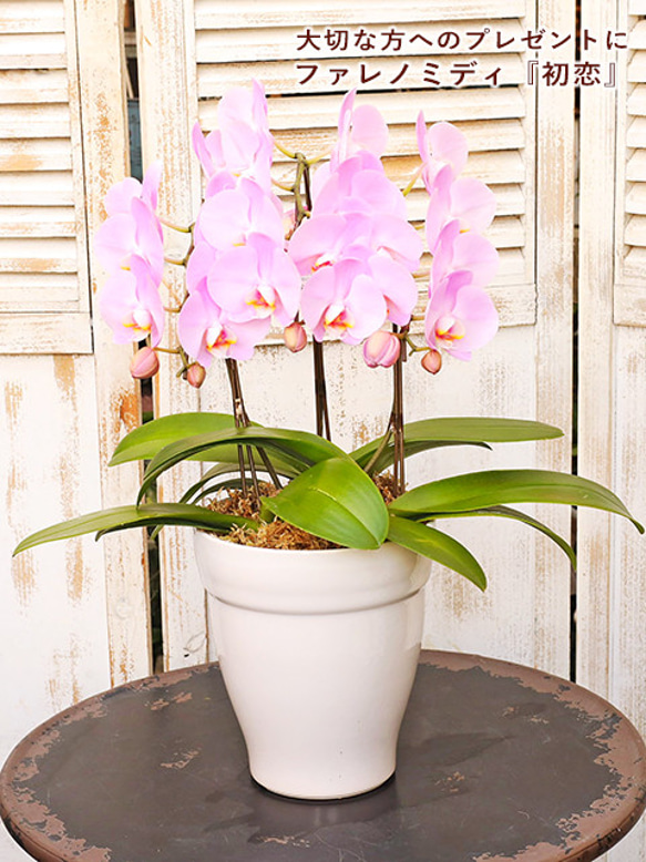 胡蝶蘭 アートフラワー鉢花 白とピンク 胡蝶蘭 アートフラワー鉢花 白とピンク 胡蝶蘭 アートフラワー鉢花 白