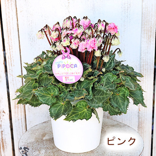 再入荷現品販売 鉢花 フリンジフリル咲き シクラメン ピポカ 5号