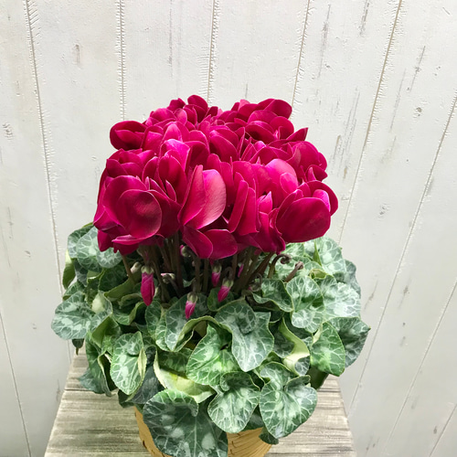 シクラメン マカロンショコラ 底面吸水 鉢バー付 その他インテリア雑貨