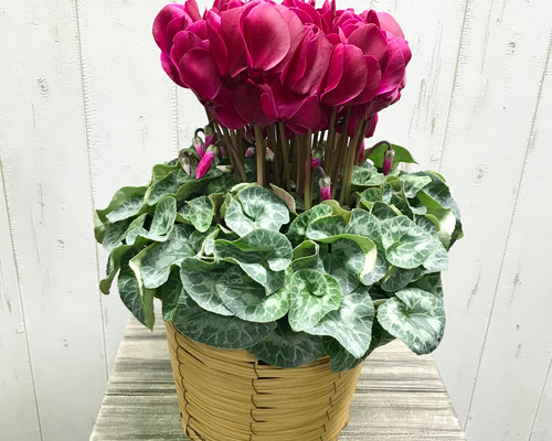 タジトウ様確認用　シクラメン『マカロンショコラ』７号♪ bfef3a8bb74e06ecb9e6daef7ab58f