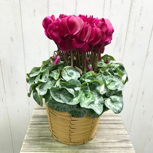 シクラメン マカロンショコラ 底面吸水 鉢バー付 その他インテリア雑貨