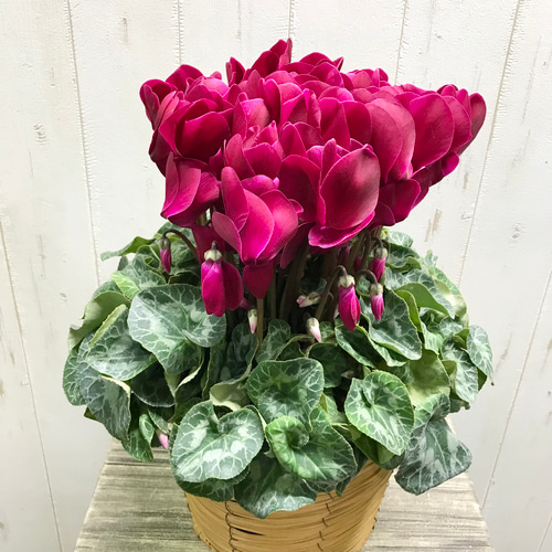 シクラメン マカロンショコラ 底面吸水 鉢バー付 その他インテリア雑貨