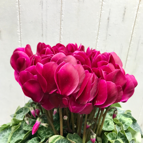 シクラメン マカロンショコラ 底面吸水 鉢バー付 その他インテリア雑貨