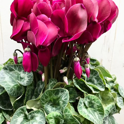 シクラメン マカロンショコラ 底面吸水 鉢バー付 その他インテリア雑貨