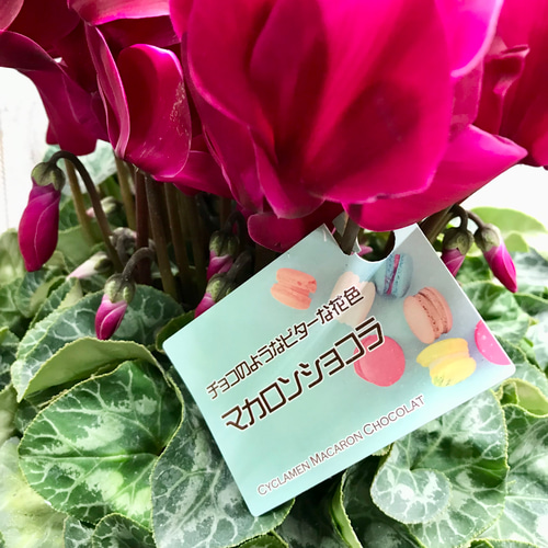 タジトウ様確認用　シクラメン『マカロンショコラ』７号♪ タジトウ様確認用 シクラメン『マカロンショコラ』7号♪ タジトウ様