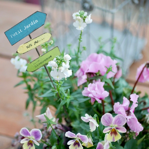 心に寄り添う 寄せ植え 希少 シクラメン パステルカラー ネメシア