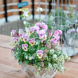 モフモフネメシア　シクラメンの寄植え 6ed23dd8ffbf8e97aed13887566a94