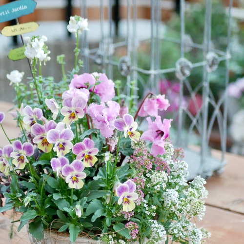 心に寄り添う 寄せ植え 希少 シクラメン パステルカラー ネメシア