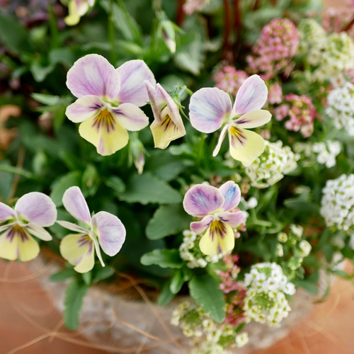 心に寄り添う 寄せ植え 希少 シクラメン パステルカラー ネメシア