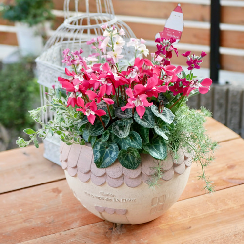 心に寄り添う 寄せ植え 存在感たっぷり 希少なシクラメン 心に寄り添う 寄せ植え 存在感たっぷり 希少なシクラメン