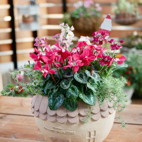 心に寄り添う 寄せ植え 存在感たっぷり 希少なシクラメン