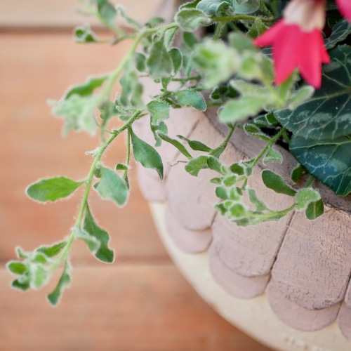 心に寄り添う 寄せ植え 存在感たっぷり 希少なシクラメンジックス