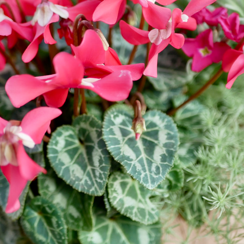 心に寄り添う 寄せ植え 存在感たっぷり 希少なシクラメンジックス