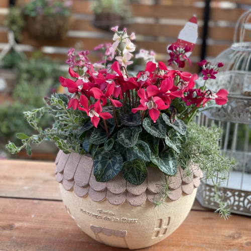 心に寄り添う 寄せ植え 存在感たっぷり 希少なシクラメンジックス