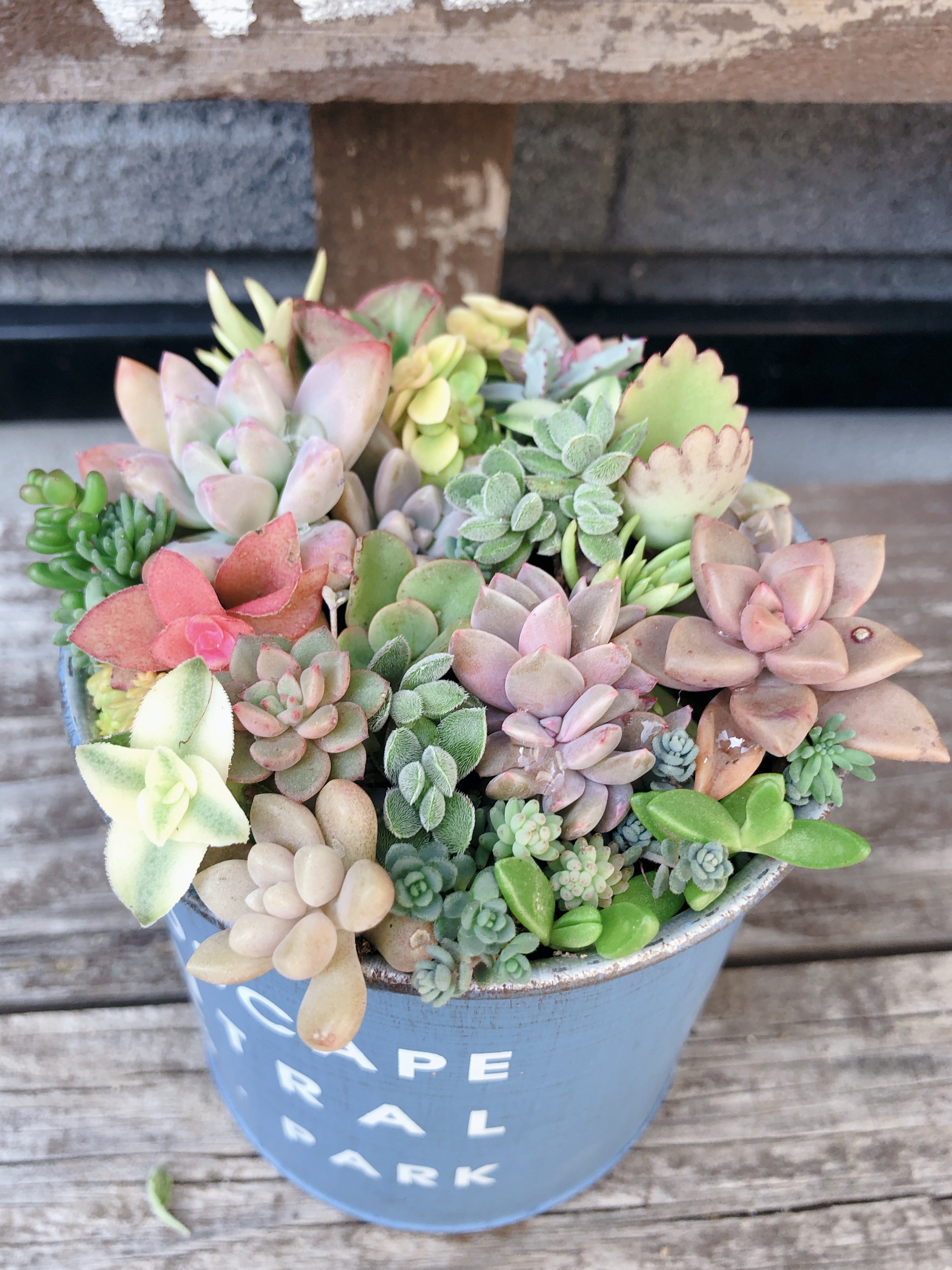 多肉植物の寄せ植え♡スヌーピーと魚釣り♡そのまま飾れる