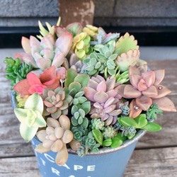 ★多肉植物　寄せ植え〜ミッフィーとお花畑〜そのまま飾れます(≧∀≦)★ ミッフィー 多肉寄せ植えのおしゃれなアレンジ・飾り方の
