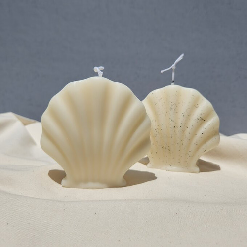 サンゴ&貝殻の化石で 貝殻付き 約15cm(コレクション) 貝殻の問屋さん- 世界