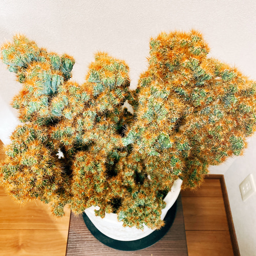 現品］【一点のみ】姫金獅子 観葉植物 サボテン 綴化 モンスト 多肉