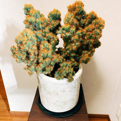 現品］【一点のみ】姫金獅子 観葉植物 サボテン 綴化 モンスト