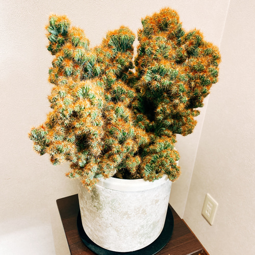 サボテン　菊水　綴化　希少　モンスト サボテン多肉植物】綴化・石化・モンストとは何？｜違いや特徴