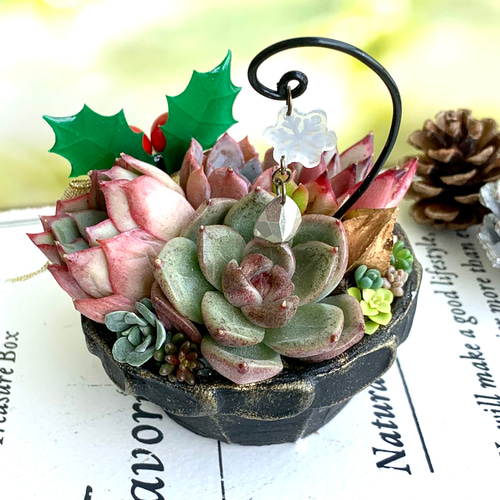 花まつり - 入荷情報 ①格安多肉mixクリスマス🎅🎄バージョン 税込500円 数量限定ですのでお早めに‼️ | Facebook