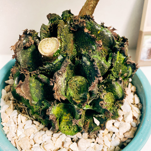 現品］【希少】リュウビンタイ 観葉植物 信楽焼 陶器鉢 おしゃれ 室内