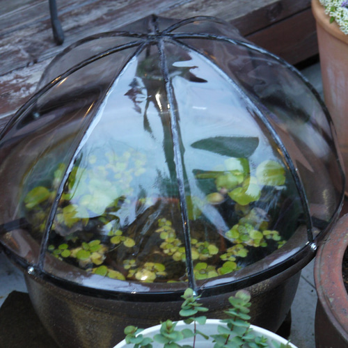 河童の付いた大鉢 河童の付いた大鉢