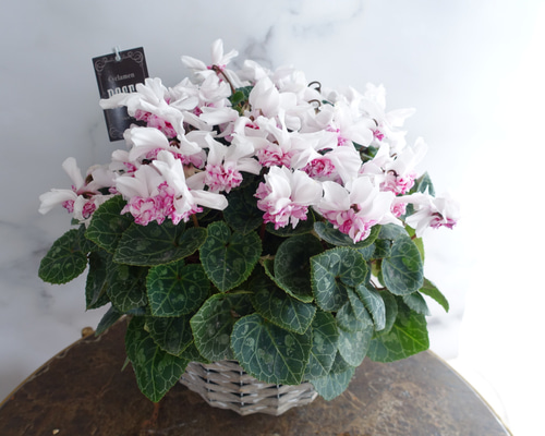 0764a7085445cb5812bc9ad42a790d