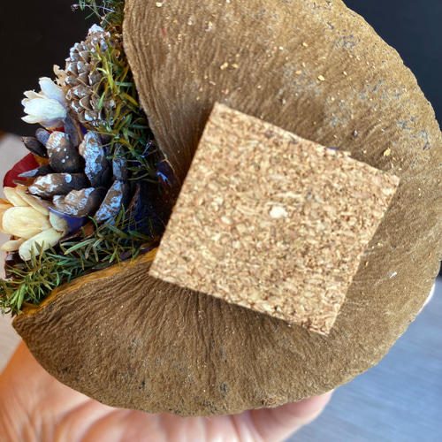 一点物【クリスマス】個性が可愛いブッダナッツ ナチュラル ドライ