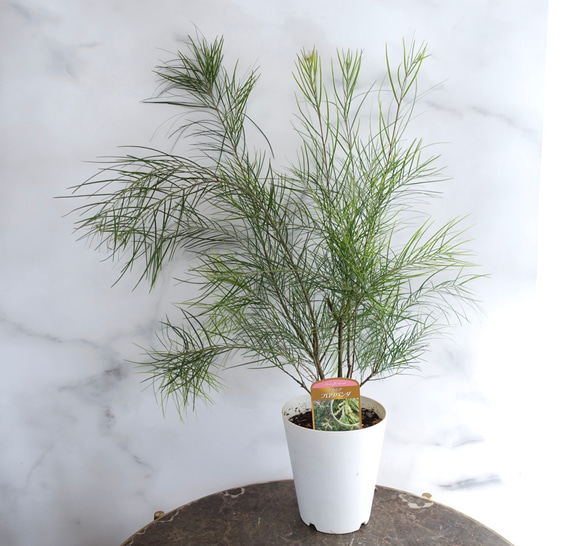 現品］ビッグサイズ！！ アカシア フロリバンダ 8号 観葉植物 レア 