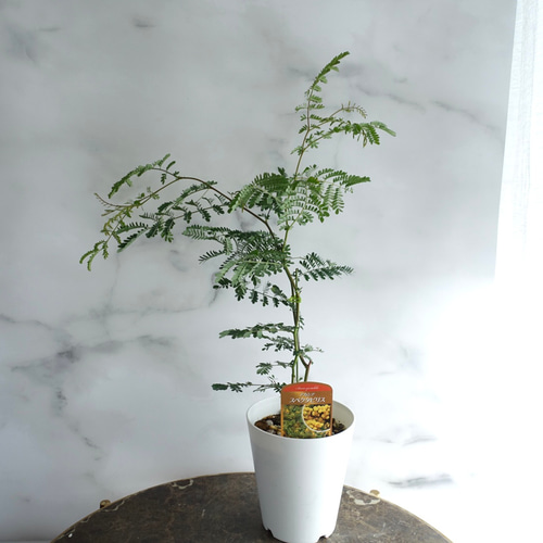 希少種 大輪♡ミモザ アカシア スペクタビリス 苗 オージープランツ