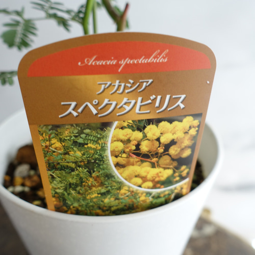 希少種 大輪♡ミモザ アカシア スペクタビリス 苗 オージープランツ