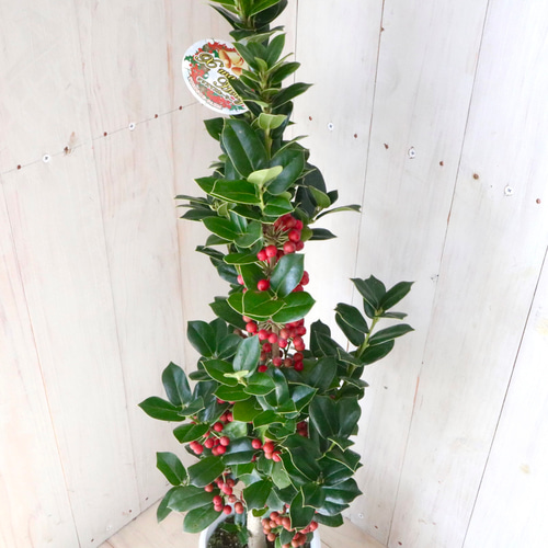 赤い実つき♡立派♡クリスマスホーリー♡西洋ヒイラギ♡鉢ごと