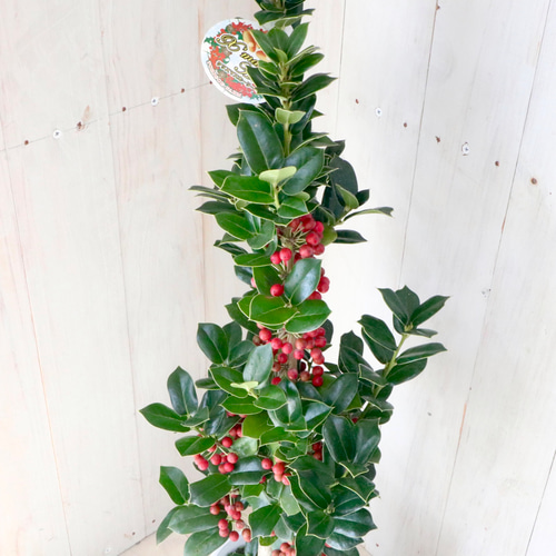 赤い実つき♡立派♡クリスマスホーリー♡西洋ヒイラギ♡鉢ごと