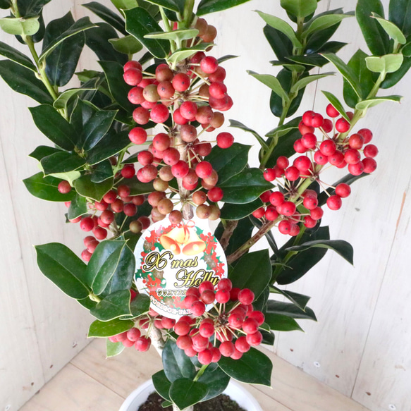 赤い実つき♡立派♡クリスマスホーリー♡西洋ヒイラギ♡鉢ごと