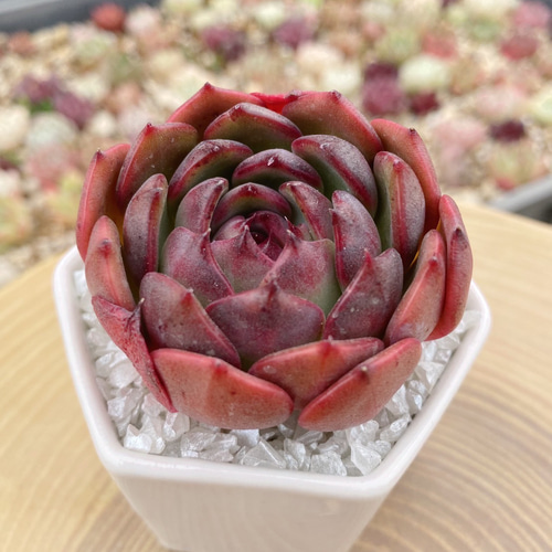 ディープレッド 多肉植物 厳選韓国苗 多肉植物 TANIKU-STYLE 通販