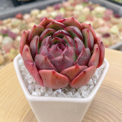 多肉植物　韓国苗　ビックレッド　発根済み ディープレッド 多肉植物 厳選韓国苗 多肉植物 TANIKU-STYLE 通販