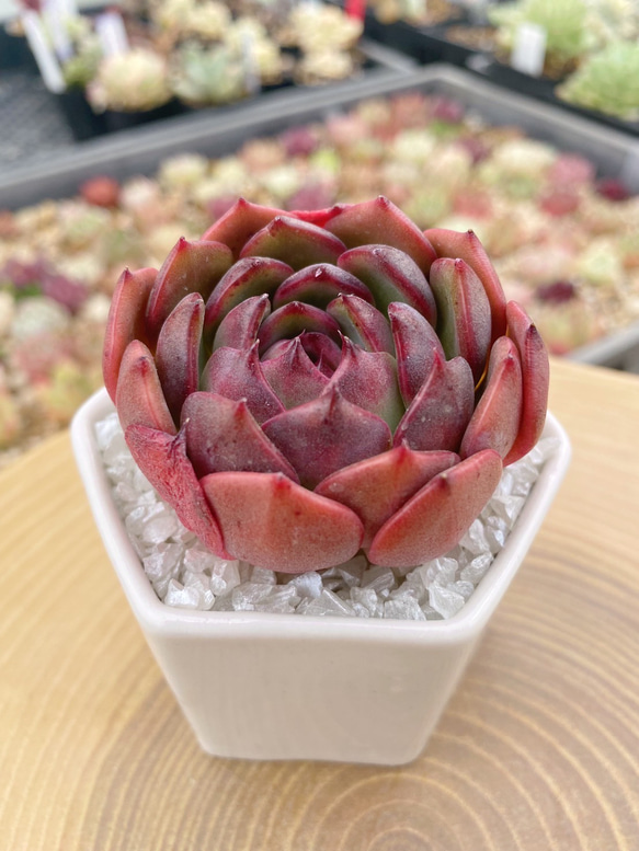 ディープレッド 多肉植物 厳選韓国苗 多肉植物 TANIKU-STYLE 通販