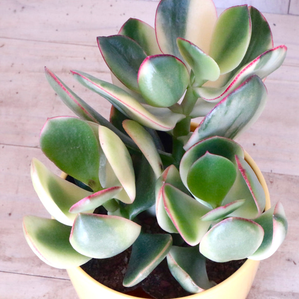 斑入り♡花月♡金のなる木♡多肉植物♡１鉢♡ 15枚目の画像