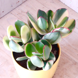 斑入り♡花月♡金のなる木♡多肉植物♡１鉢♡ 11枚目の画像