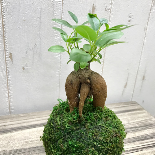 ガジュマル　インテリアランプ　観葉植物 苔 ガジュマル インテリアランプ 観葉植物 苔 ガジュマル インテリア