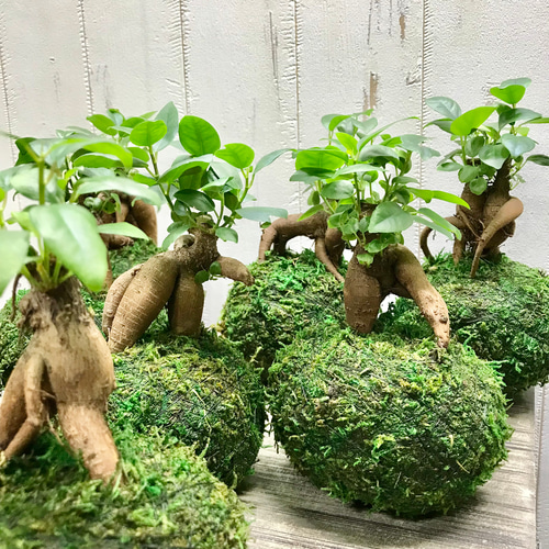 精霊の宿る木 ガジュマル 苔玉 お皿付 その他インテリア雑貨