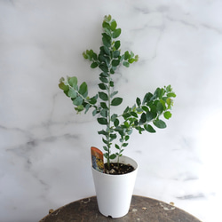 ミモザアカシア　プルプレア　樽型鉢植え　苗　シンボルツリー akasia2.jpg