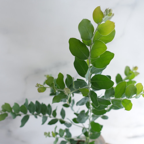 ミモザリース　パールアカシア　ユーカリ 女性に人気♡ ミモザ パールアカシア 美しい葉 苗 鉢 シンボル