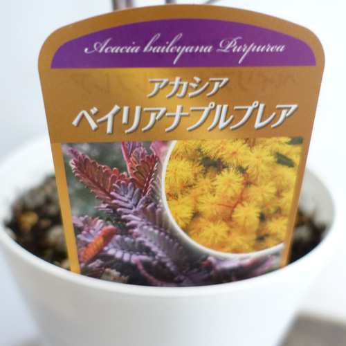 鑑賞価値高い◎美しい品種 アカシア プルプレア ミモザ 苗 鉢