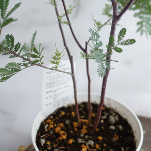 鑑賞価値高い◎美しい品種 アカシア プルプレア ミモザ 苗 鉢