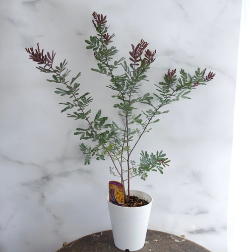 鑑賞価値高い◎美しい品種 アカシア プルプレア ミモザ 苗 鉢