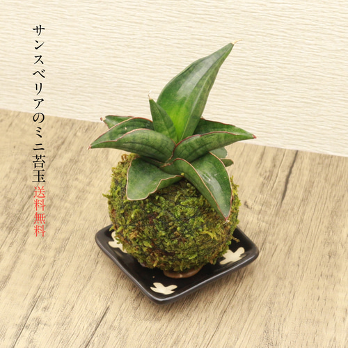 送料無料)サンスベリアのミニ苔玉『肉厚な葉が魅力的』 多肉植物 