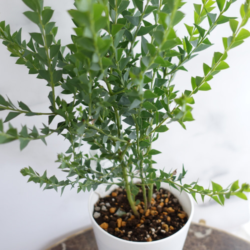 パールアカシア 鉢植え11 ミモザ 苗 オージープランツ パールアカシア